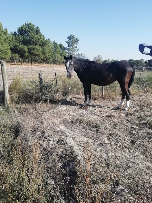 Egua preta montada