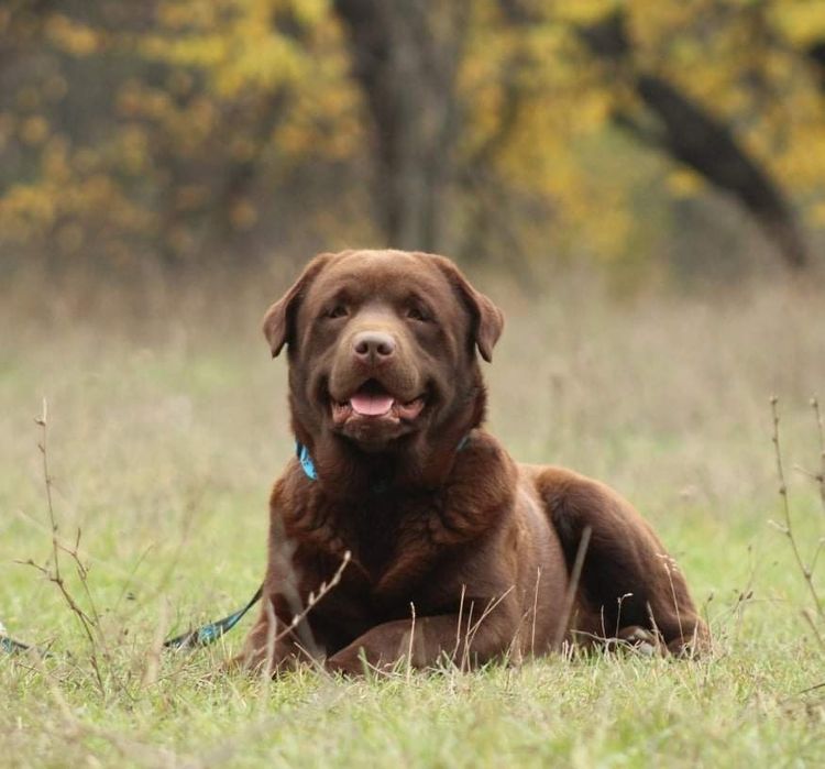 Шоколадный лабрадор