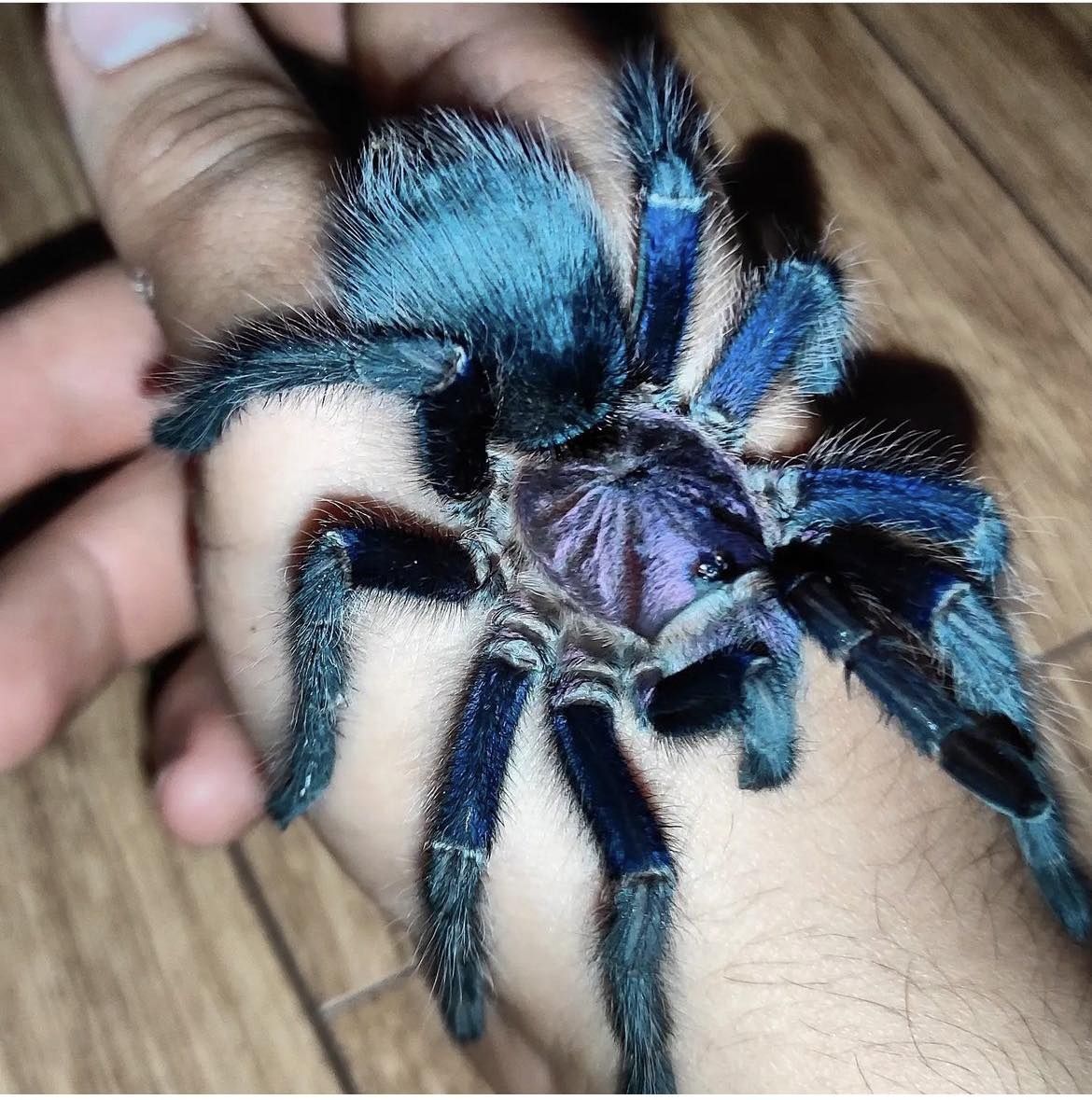 Phormictopus sp. Dominican Purple L1