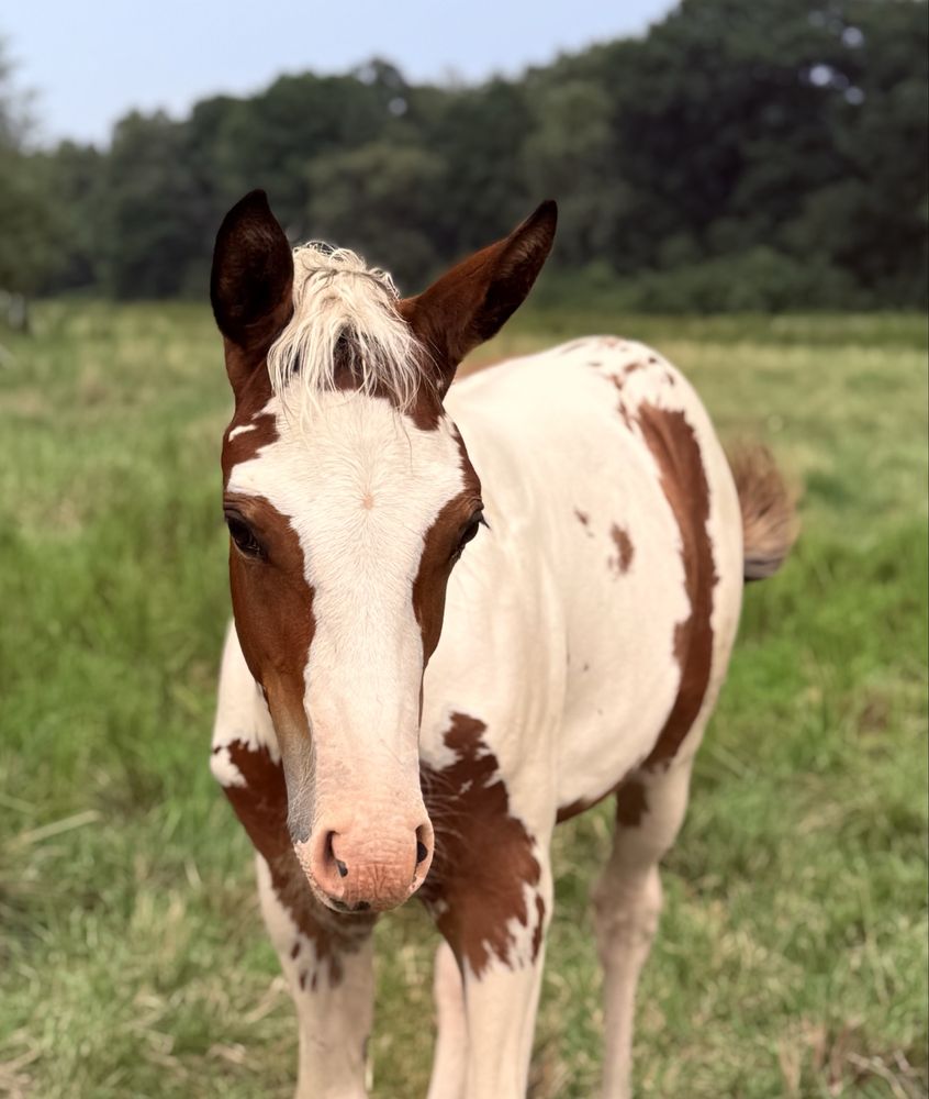 Ogierek American Paint Horse