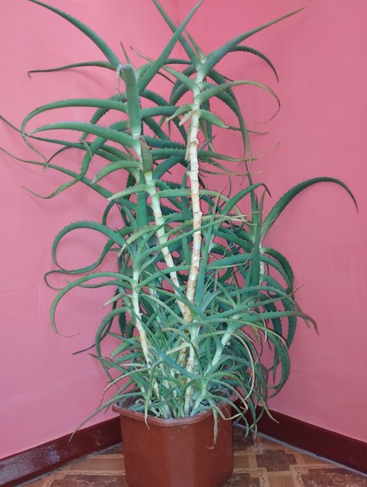 Алое вера лікувальне