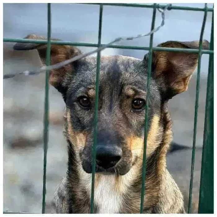 Молодая собака Эля, девочка