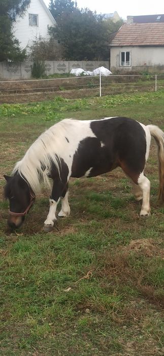 Klacz kuca, kucyk, Lusi