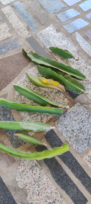 Mudas de Pitaya.