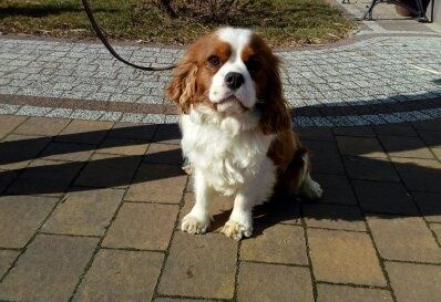 Cavalier King Charles Spaniel Reproduktor