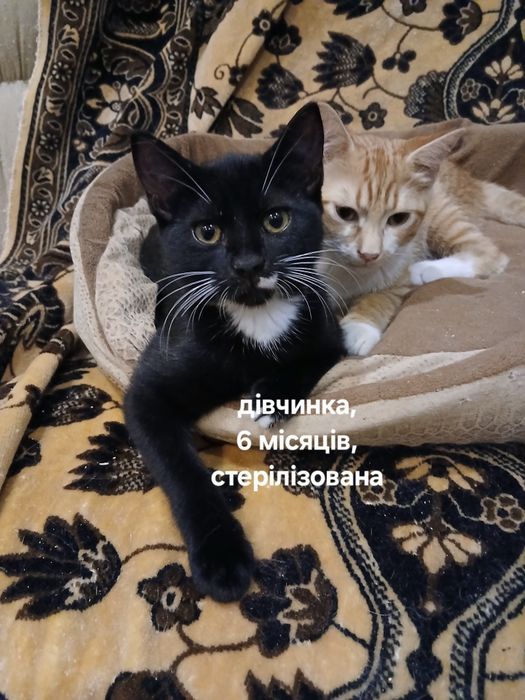 Котенок девочка ищет любящую семью!