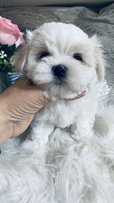 Cudna maltanka.rodowód pokoleniowy.