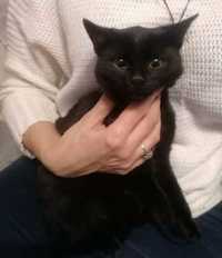 Czarne kotki do adopcji kotki i kocurki