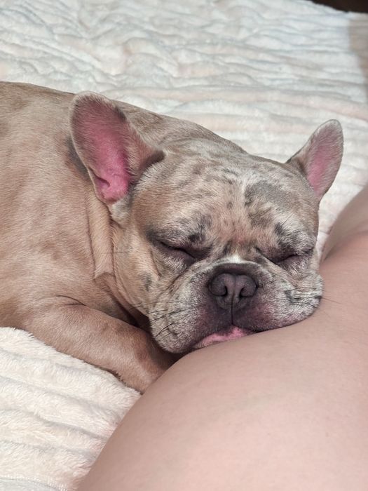 Вʼязка французький бульдог