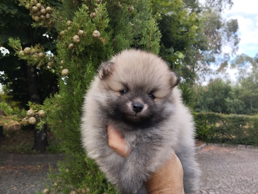Spitz anão macho