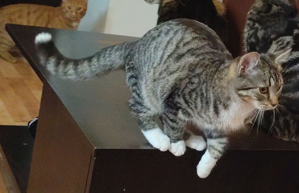 Oddam dwa 7 miesęczne kotki