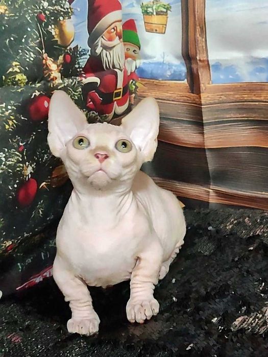 Коротколапий хлопчик Лео порода Бамбіно