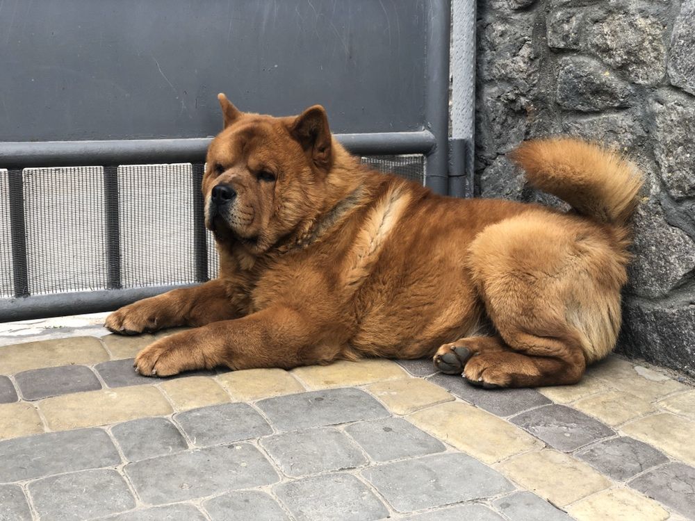 Вязка чау чау смуф