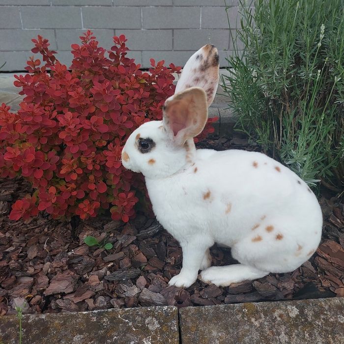 Кролики рекс триколор