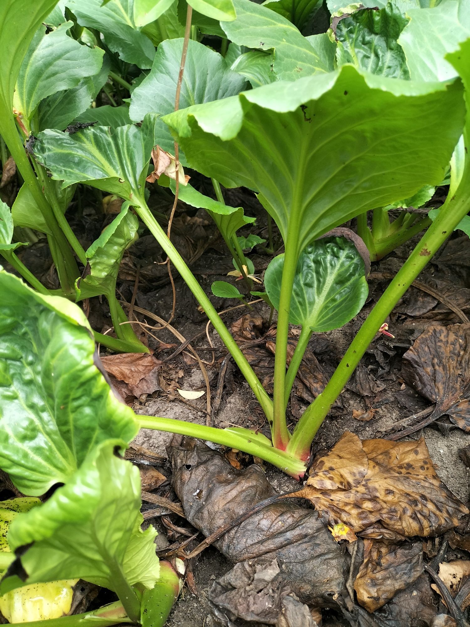 Bergenia sercowata, różowa,sadzonki. Wysyłka