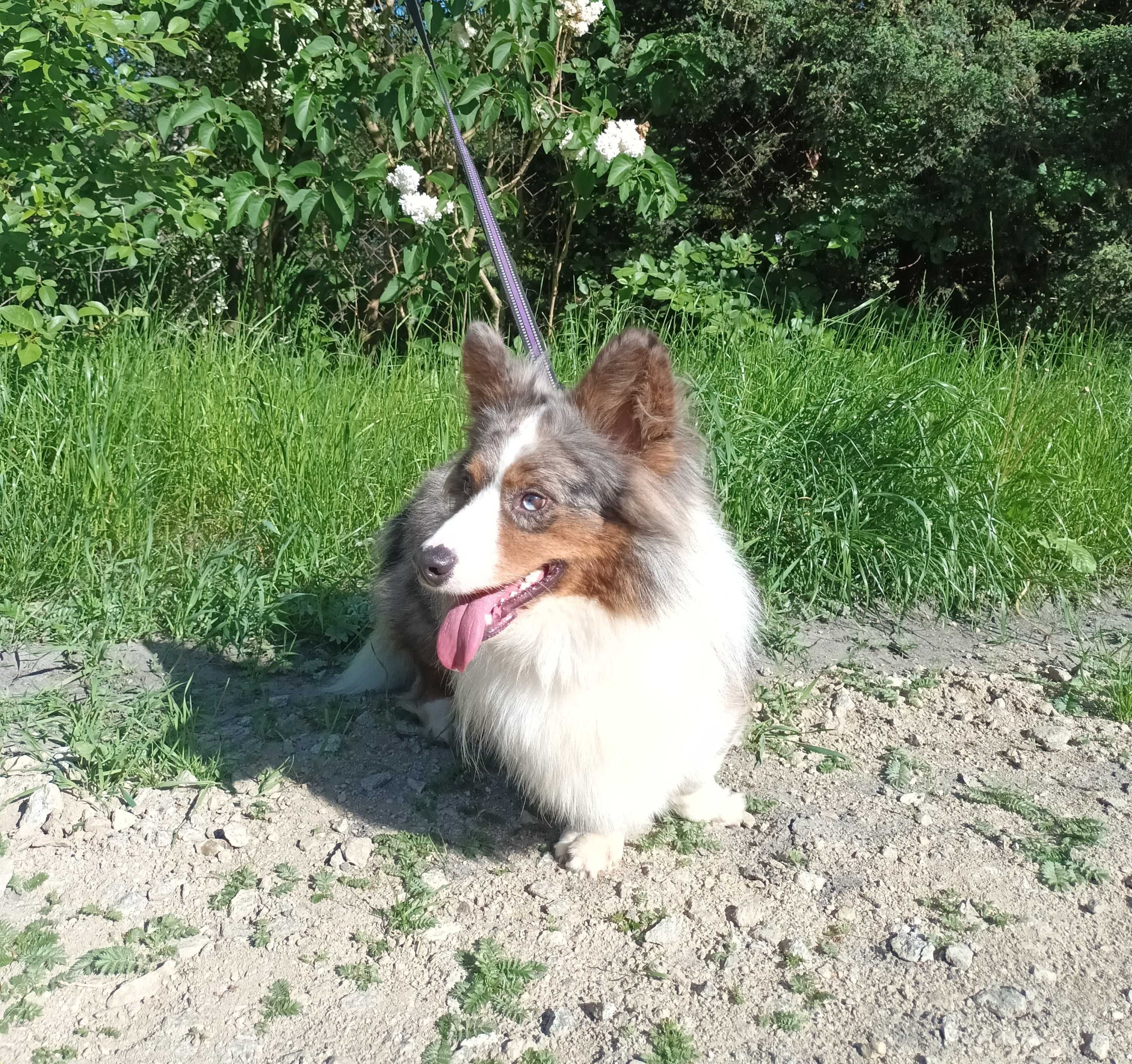 Welsh Corgi Cardigan FLUFFY - pies blue merle