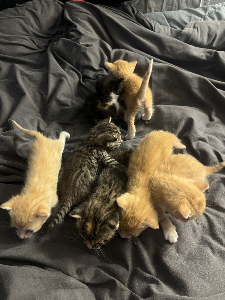 kotki do adopcji :)