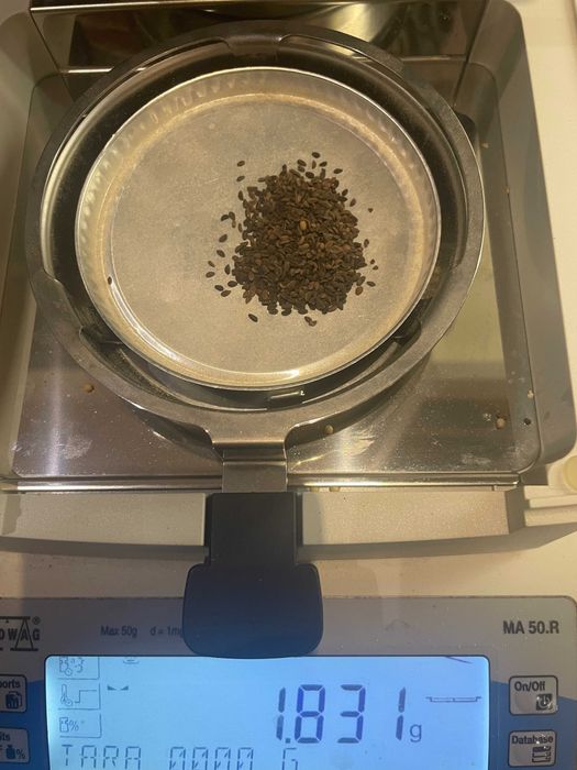 Facelia ekologiczna czystość 97%