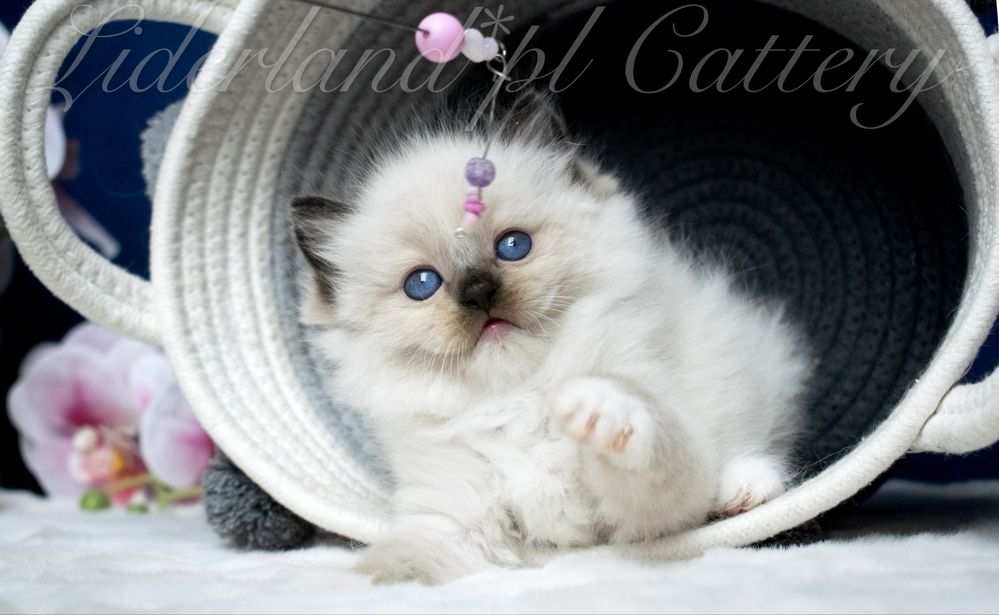 Kocurek seal mitted ragdoll FPL/FIFE