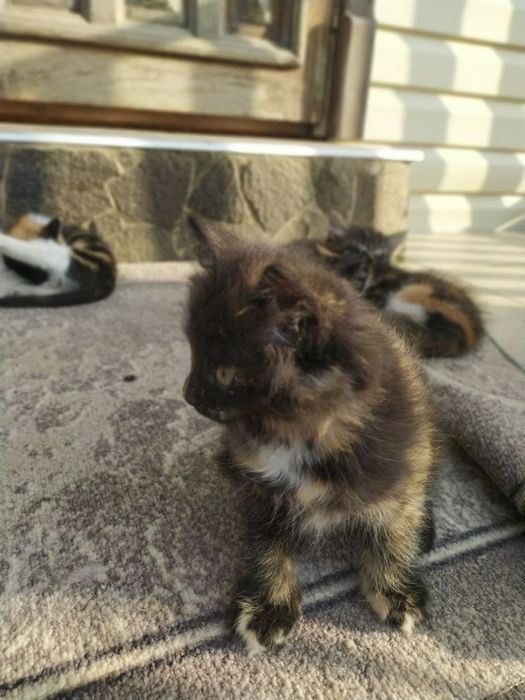 Віддам кошенят у добрі руки