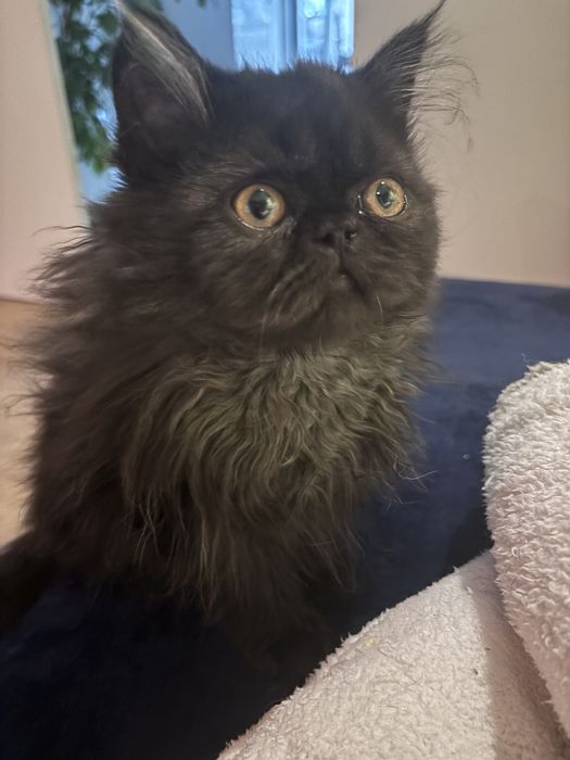 Perski czarny kotek Zorro