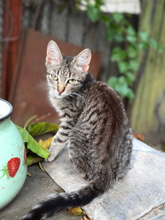 Кошенята котики котик кіт