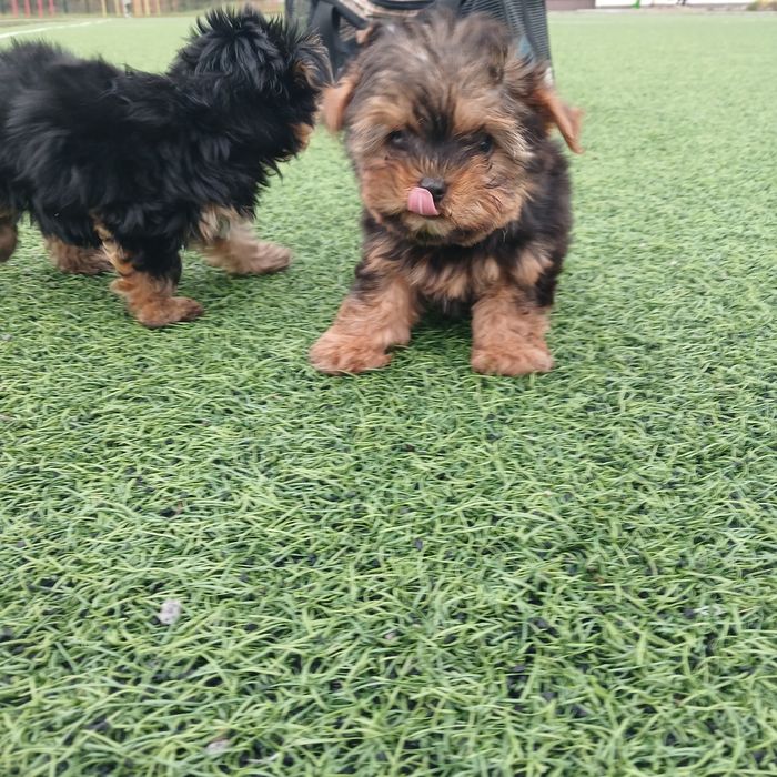 Щенки йорка мальчик и девочки беби фейс.