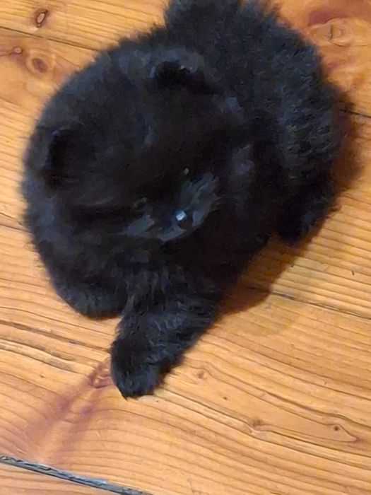 Pomeranian piesek