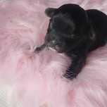 Pies Shihpoo – Pudel miniatura red i Shih tzu tricolor.