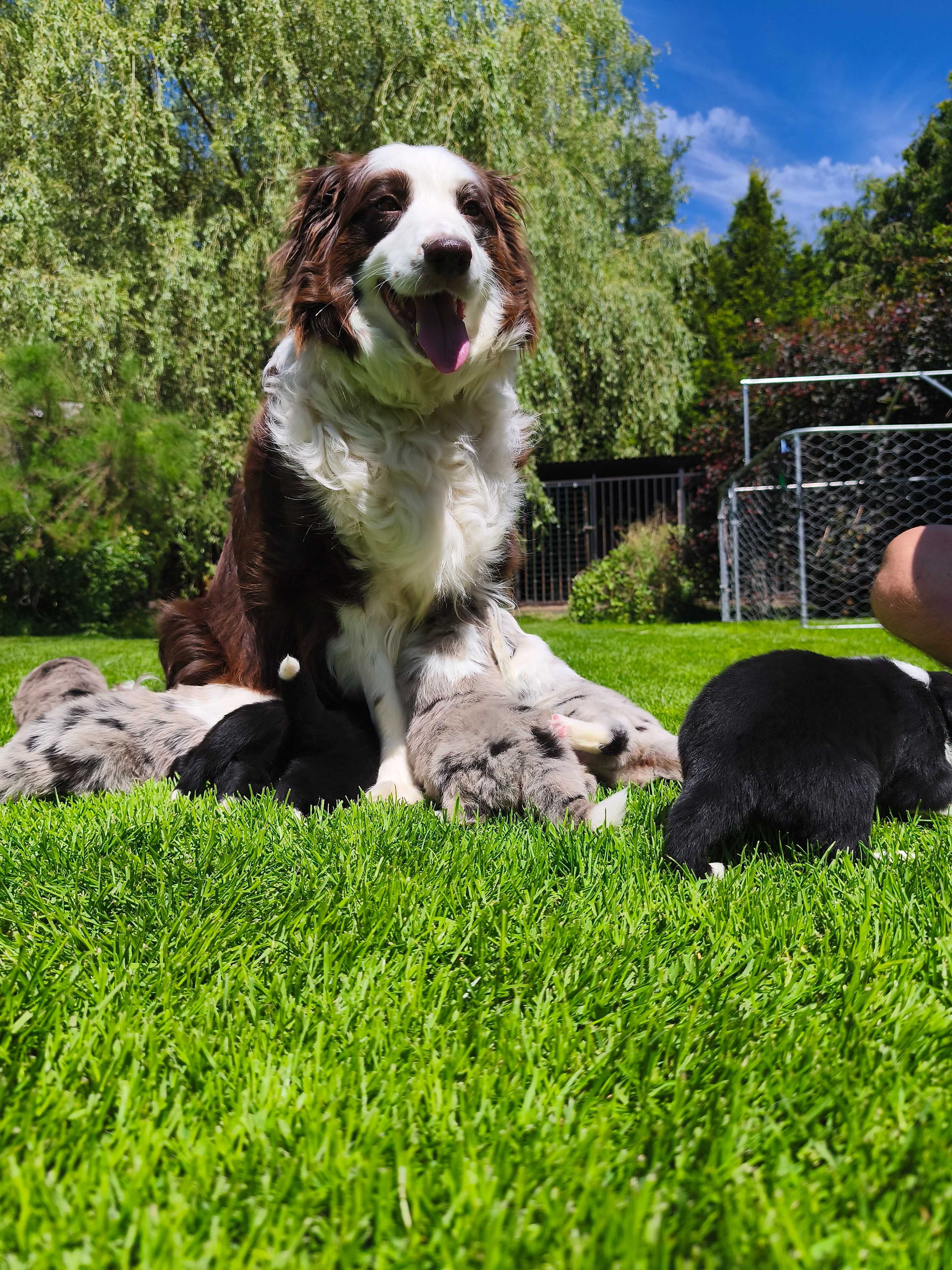 Border Collie - niesamowity chłopak Choko