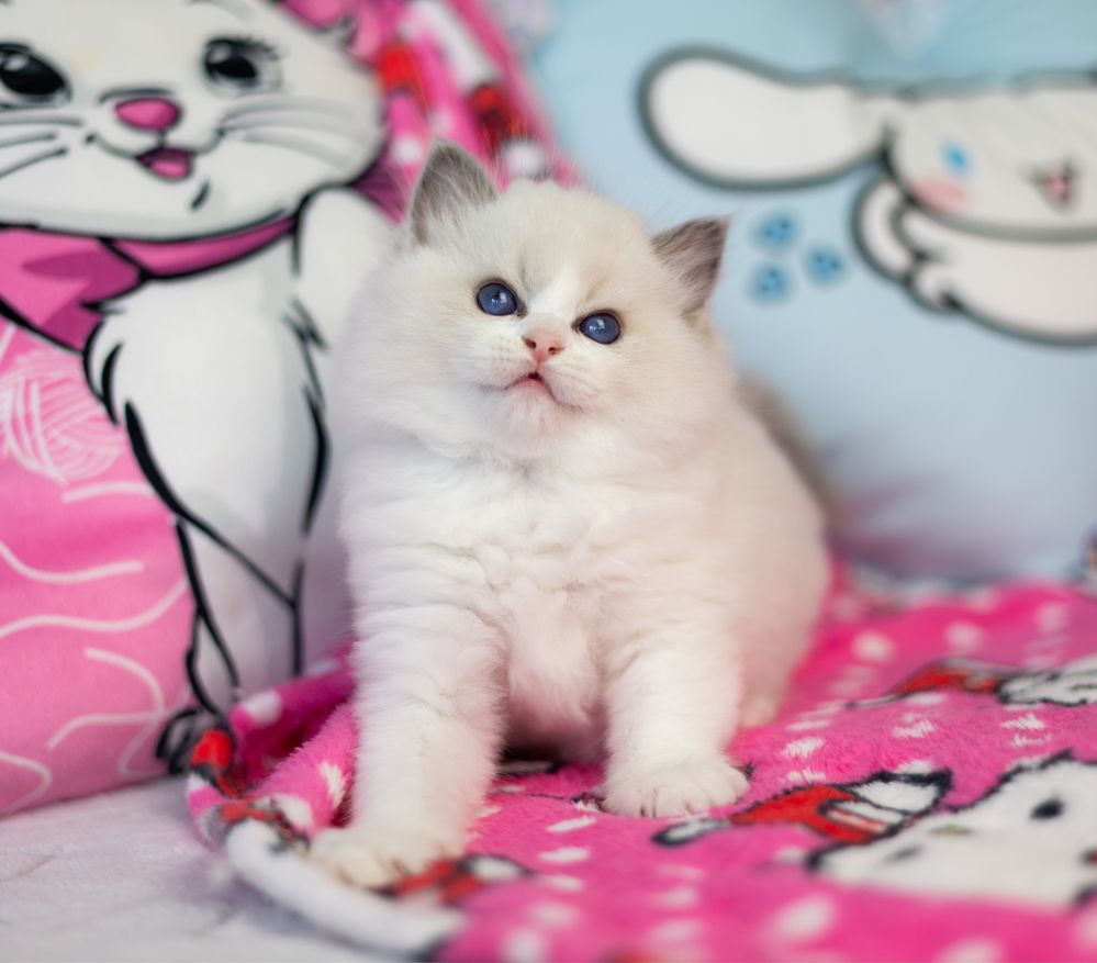 Chlopiec Ragdoll rodowod Fpl