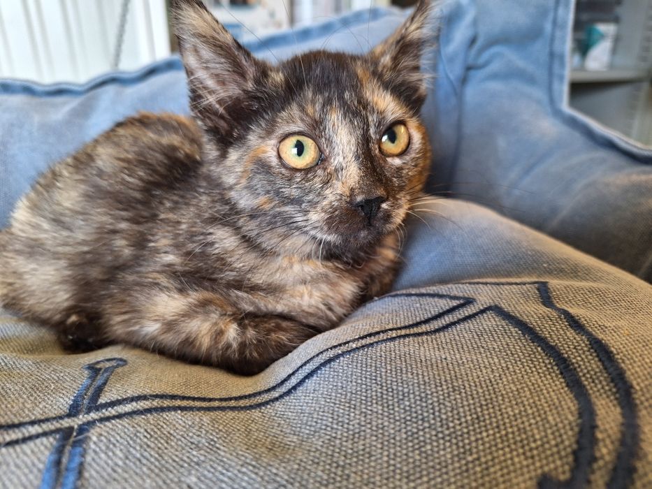 Tiana, para adoção