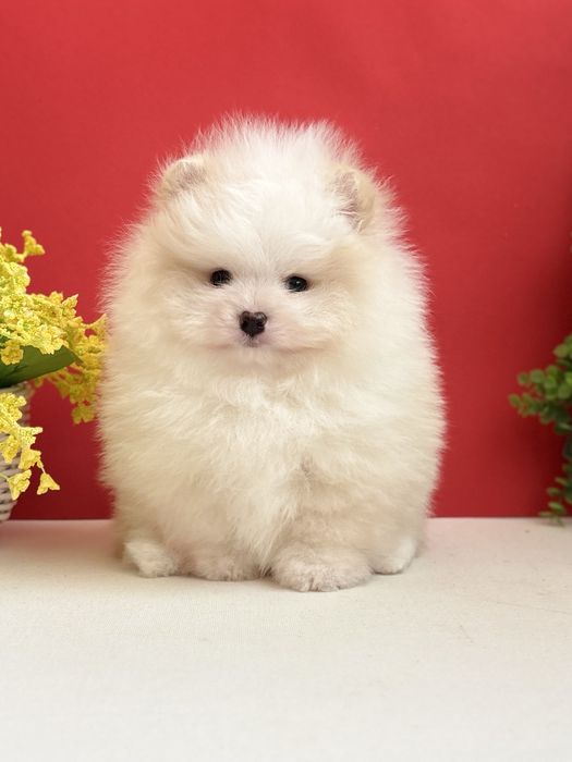 Ексклюзивний хлопчик шоу класу