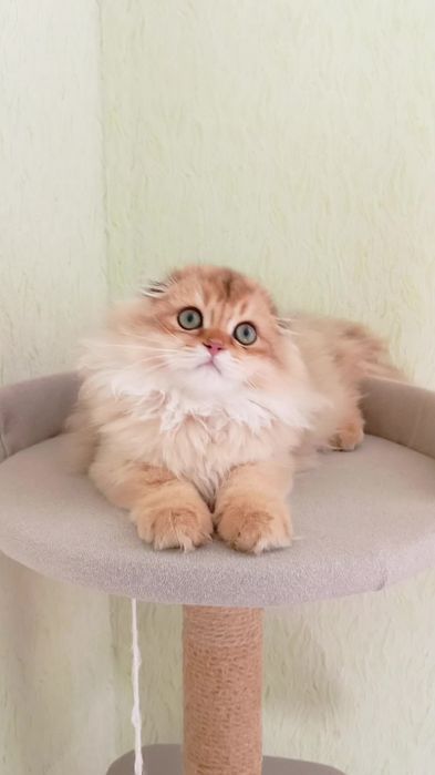 Очень ласковый котик золотая шиншилла. Скоттиш фолд