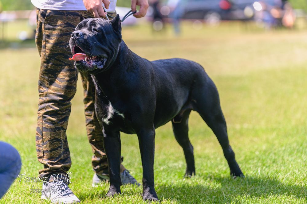 Cane Corso Italiano reproduktor ZKwP FCI