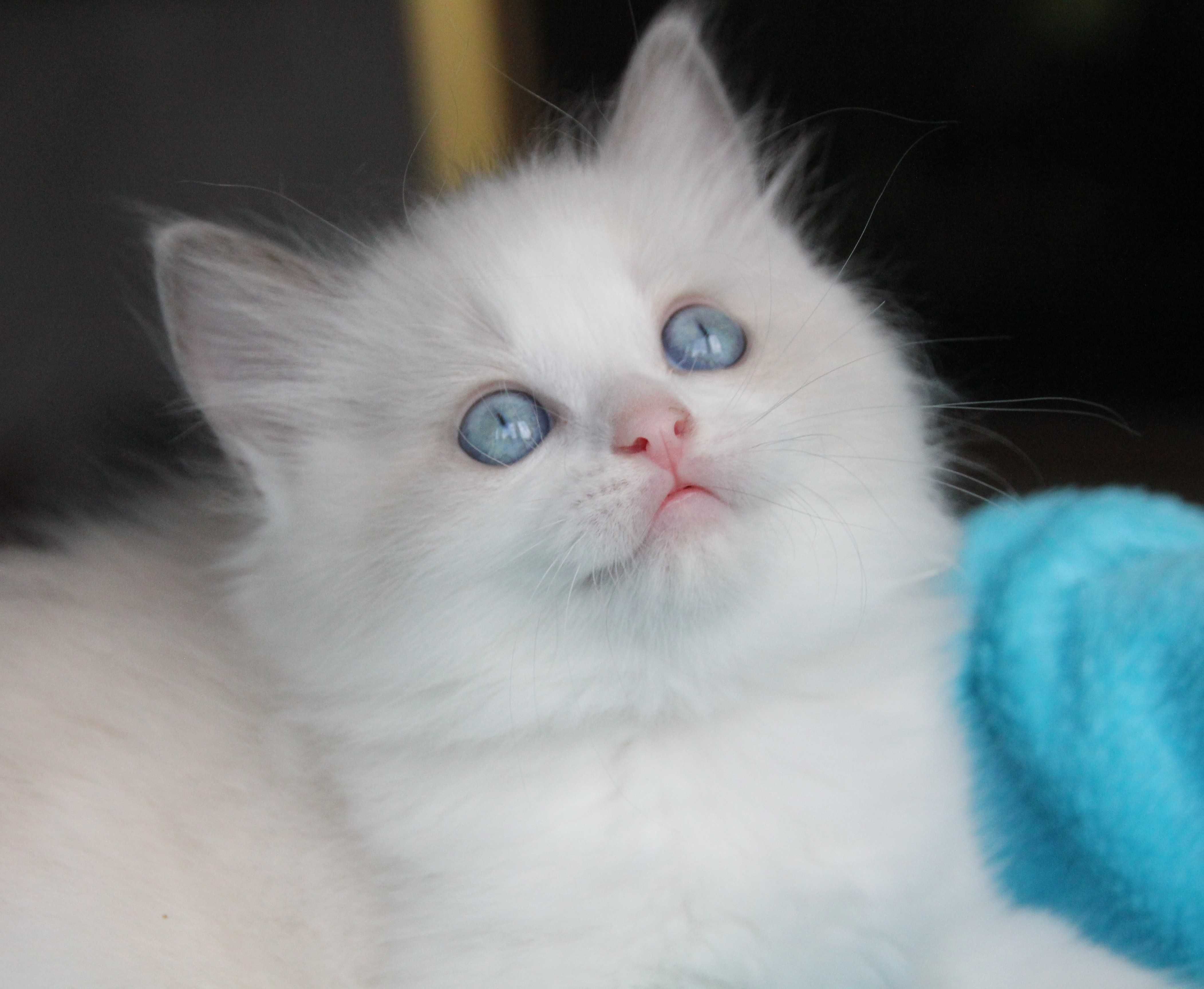 Śliczne Kocięta Ragdoll z Gdańska rodowód FPL do odbioru w sierpniu