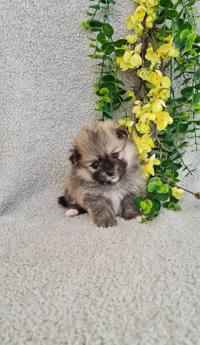 Excelente menina miniLulu da Pomerânia/ Spitz Alemão Anão de Qualidade