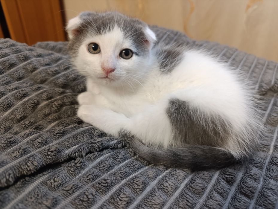 Котики в добрі руки