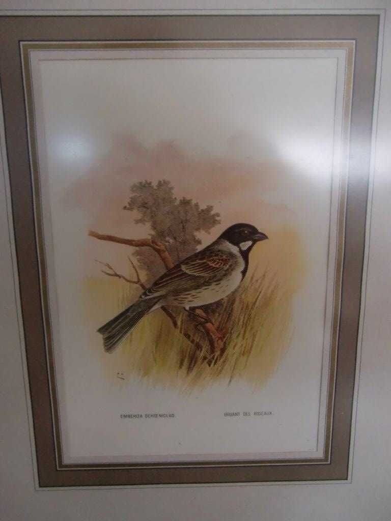 Par de quadros com desenhos de pássaros, de autoria do Rei D. Carlos