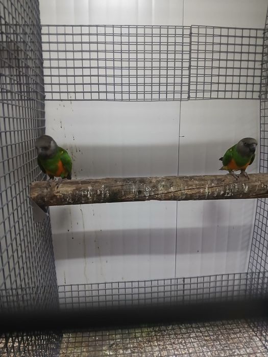 Aves Papagaios do Senegal