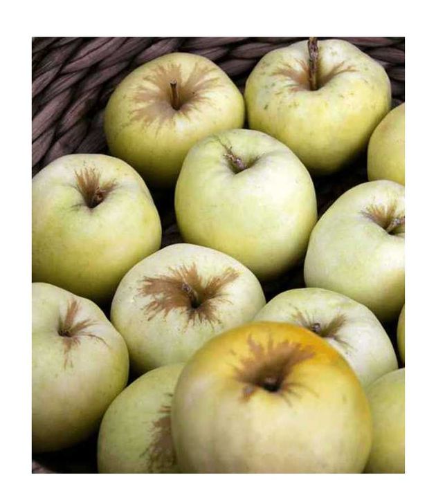 antonówka jabłko ekologiczne