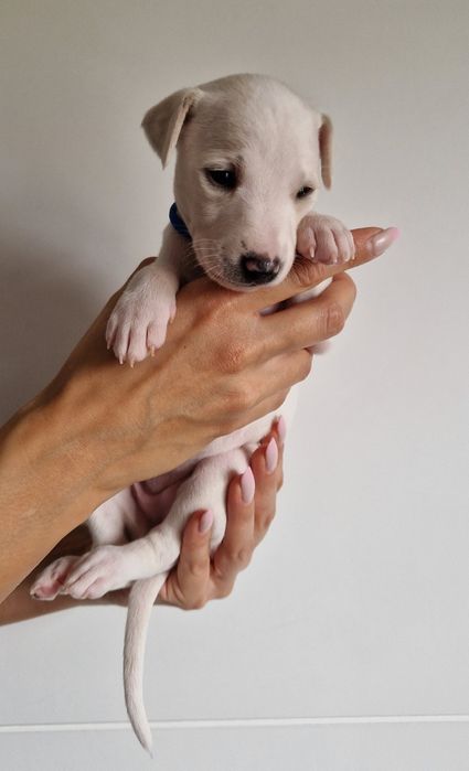 Suczka Chart Angielski Whippet FCI