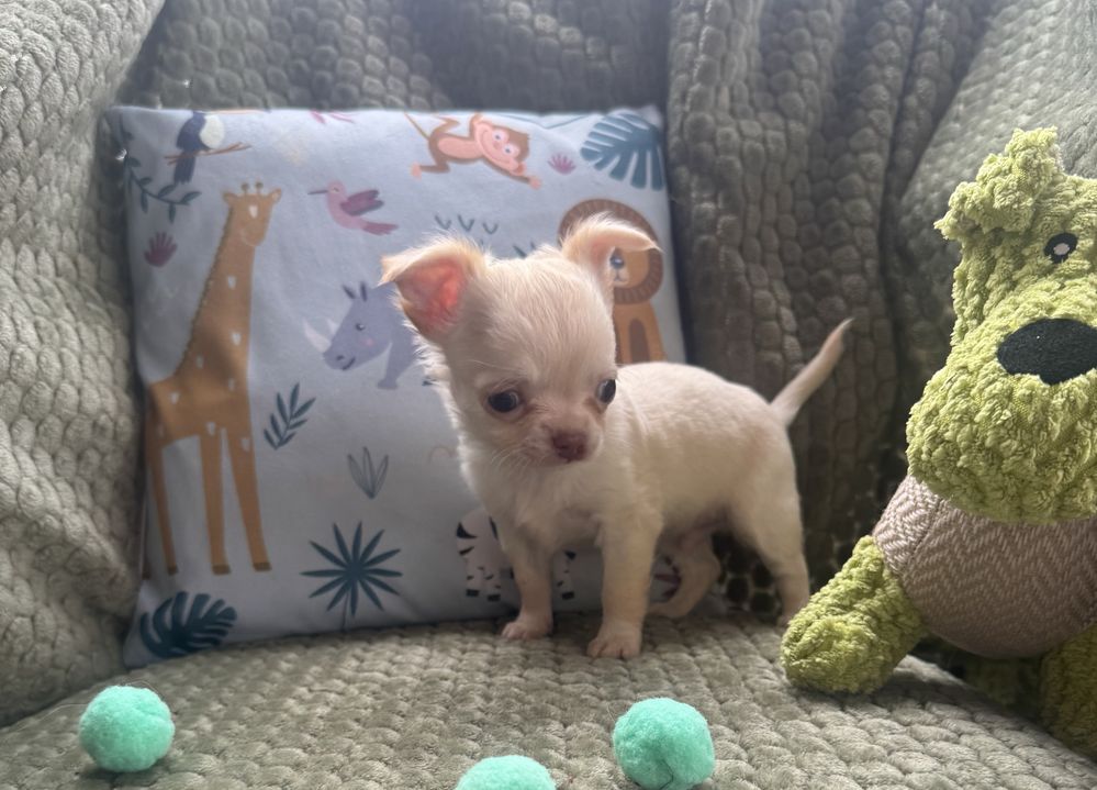 Chihuahua gotowe do odbioru