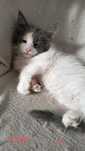Kotka Maine Coon