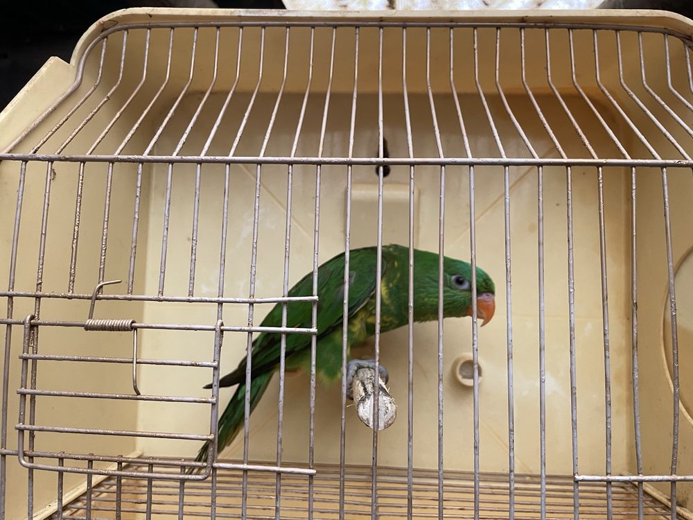 Loris chlorolepidotus