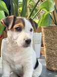 Jack Russel Terrier szczeniak miniatura