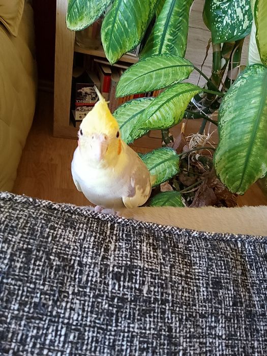 ZAGINĘŁA papużka nimfa