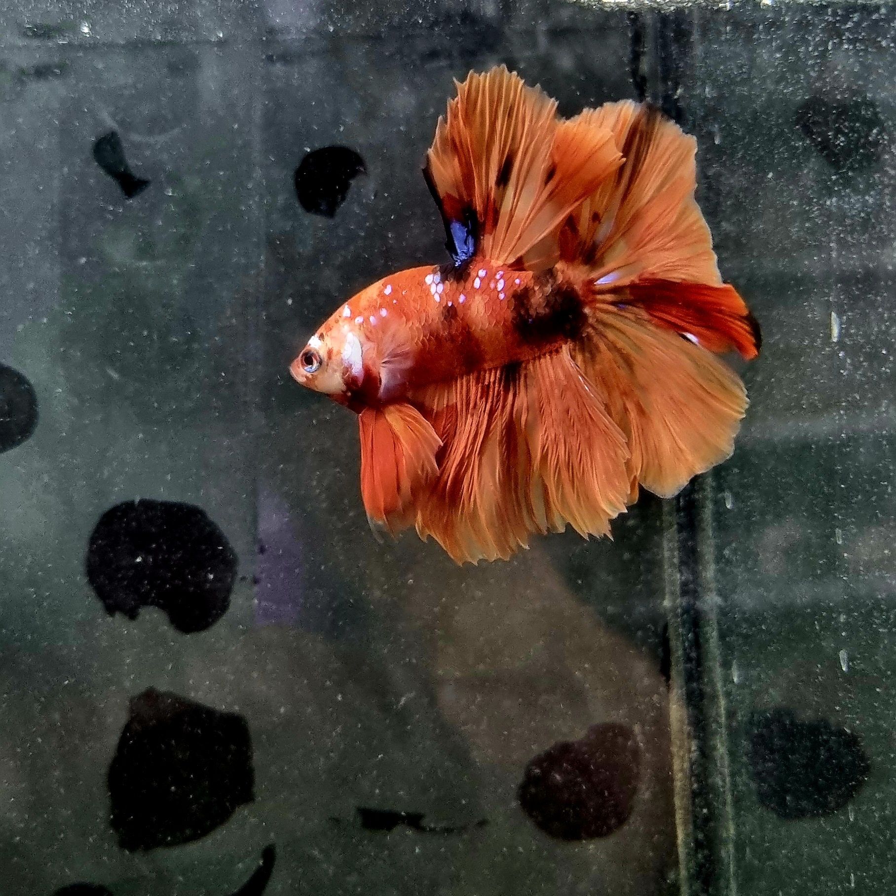 Bojownik HM nemo