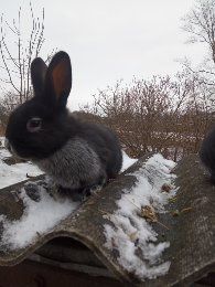 Кролики Європейське Срібло