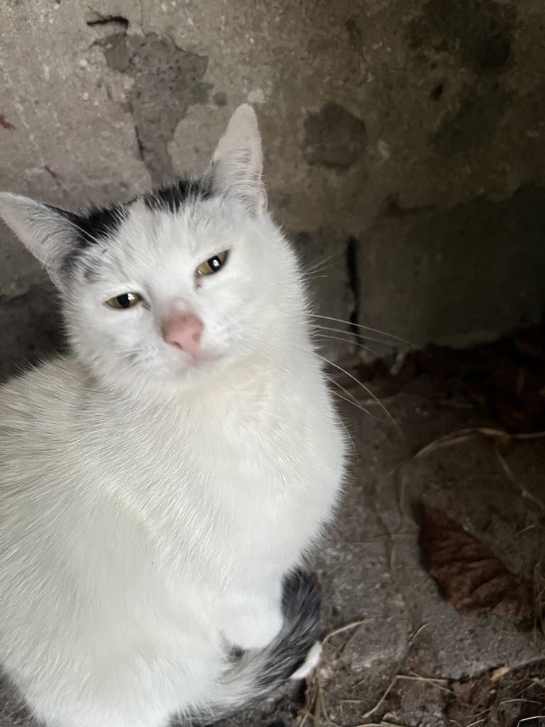 Oddam kotkę w dobre ręce